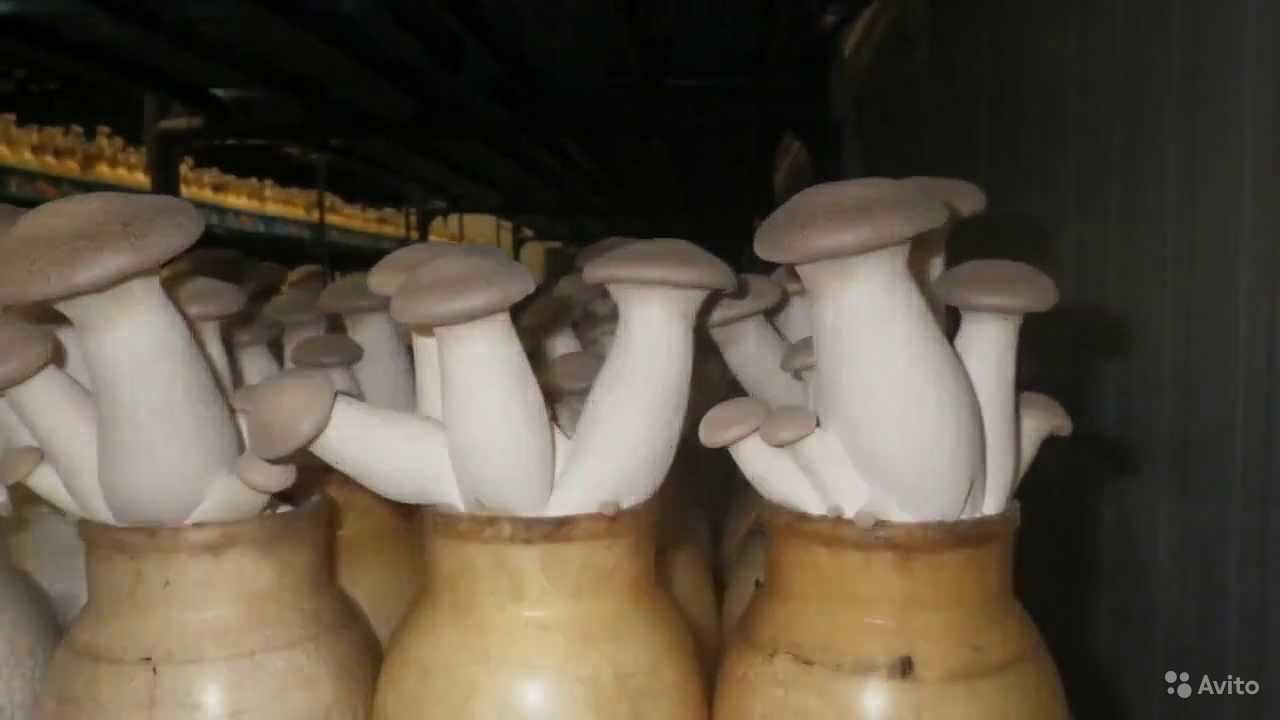Технология выращивания мицелия грибов