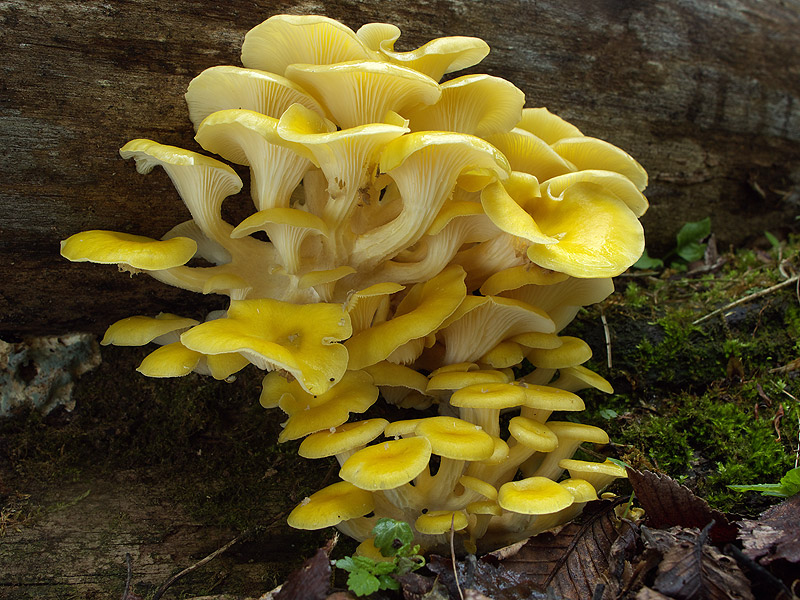 Вешенки: как вырастить вкусные грибы из мицелия в саду, и в домашних условиях?